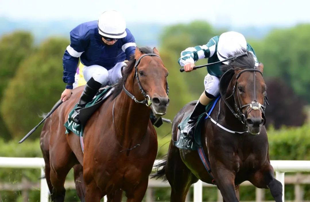 爱尔兰选手在马术比赛中获胜(爱尔兰选手在马术比赛中获胜的原因) 爱尔兰选手在马术比赛中获胜(爱尔兰选手在马术比赛中获胜的原因)